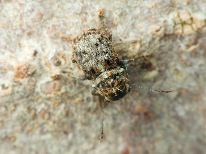 Exechesops foliatus Frieser & R., 1995